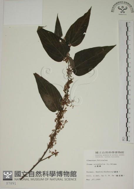 山黃麻藏品圖，第1張