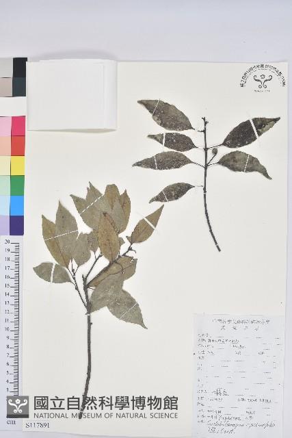 細葉青剛、黑稠、黑櫟、小葉青剛藏品圖，第1張