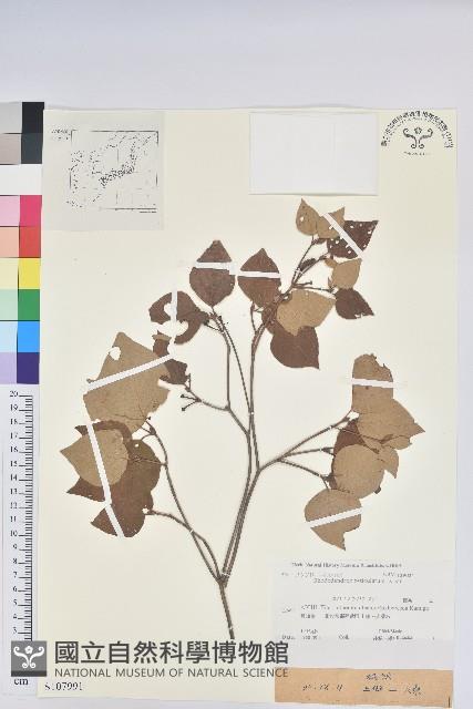 網紋杜鵑藏品圖，第1張