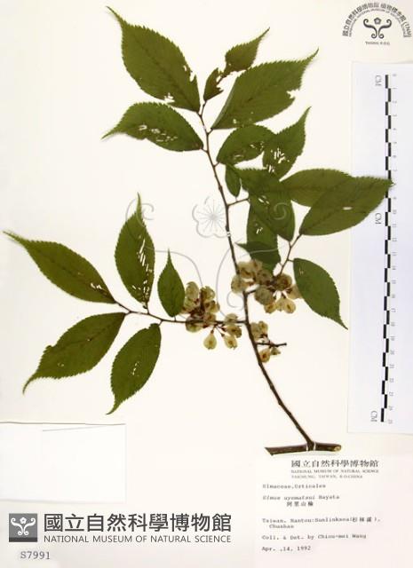 阿里山榆藏品圖，第1張