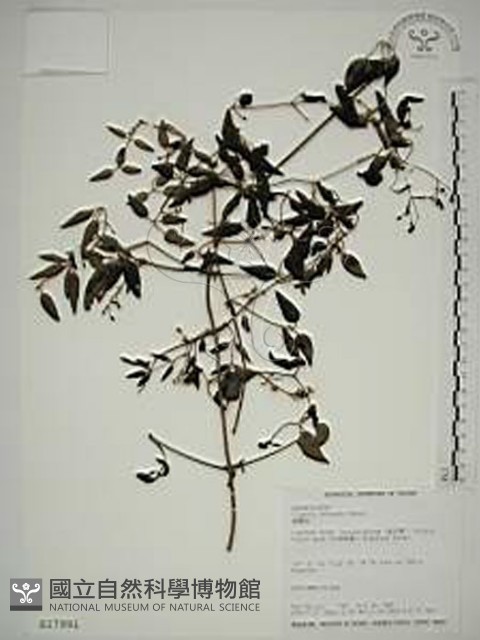 威靈仙藏品圖，第1張