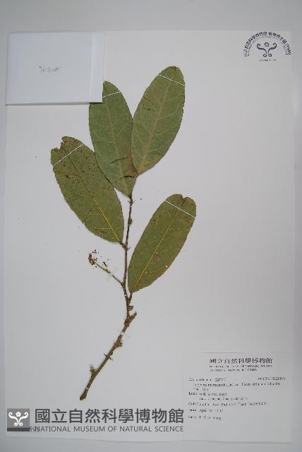 小刺山柑藏品圖，第1張