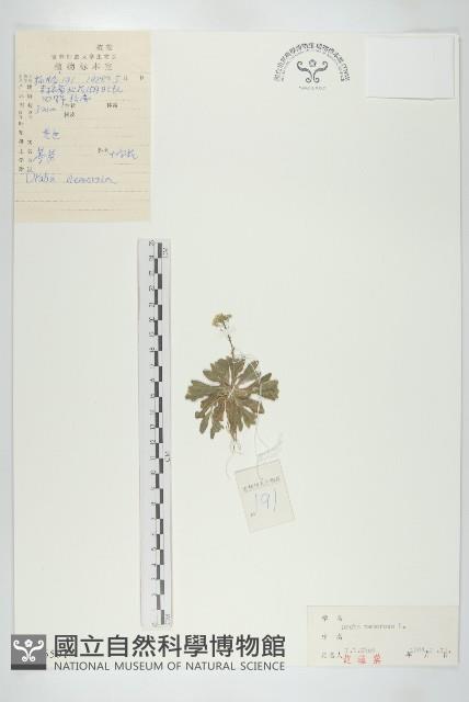 葶藶藏品圖，第1張