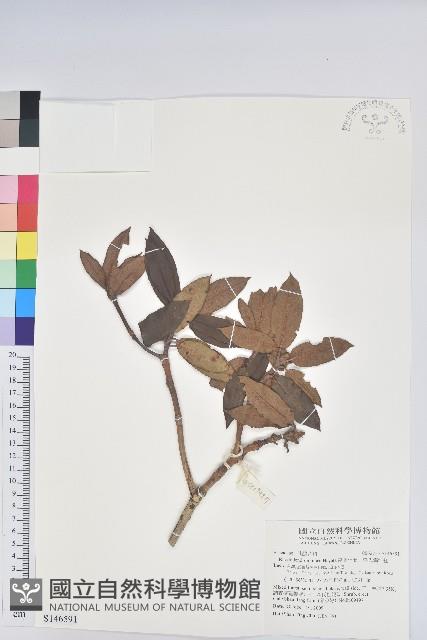 森氏杜鵑、森氏滿江紅藏品圖，第1張