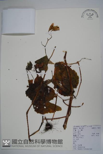 秋海棠藏品圖，第1張