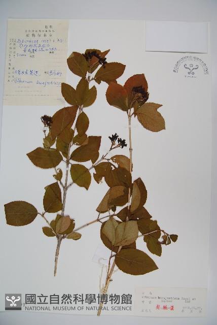 暖條莢迷藏品圖，第1張