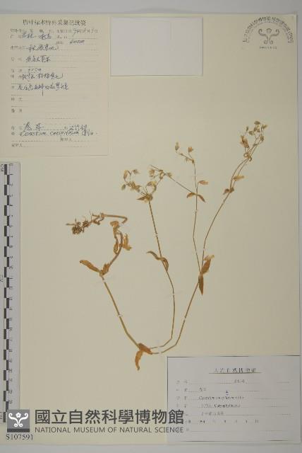 簇生卷耳藏品圖，第1張