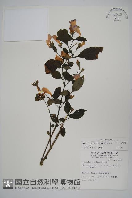 臺灣馬藍藏品圖，第1張