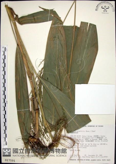 棕葉狗尾草藏品圖，第1張