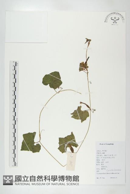 裸瓣瓜藏品圖，第1張