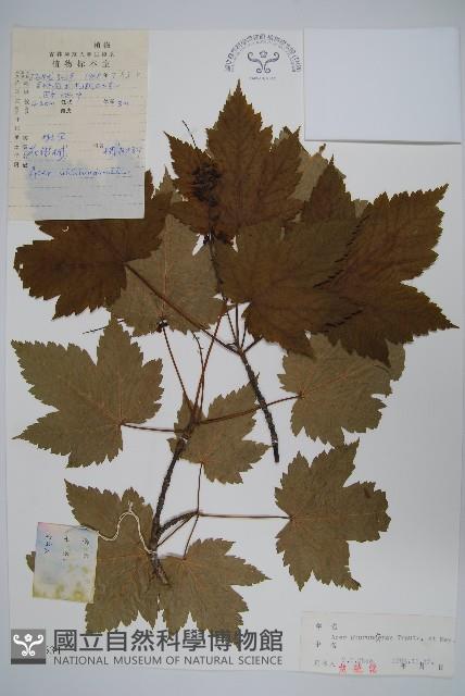 花楷槭藏品圖，第1張