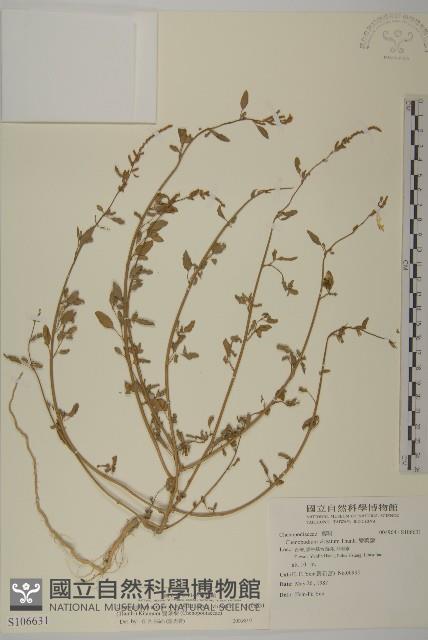 變葉藜藏品圖，第1張