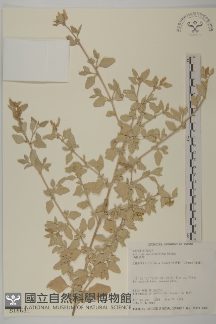 馬氏濱藜藏品圖，第1張