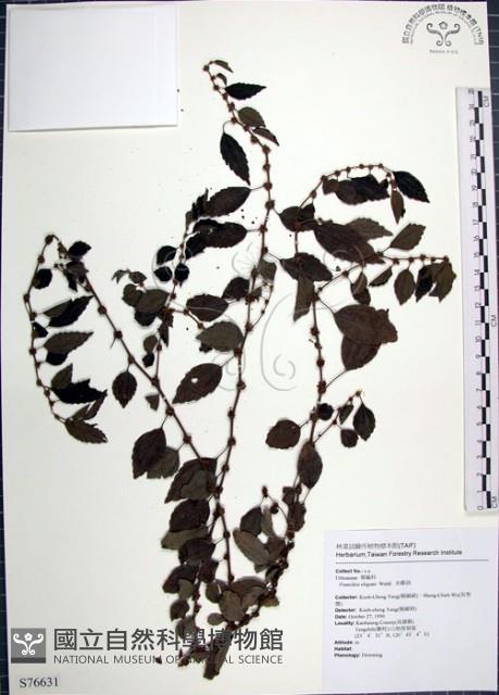 水雞油藏品圖，第1張