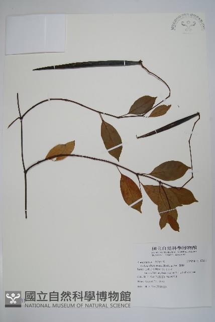 酸藤藏品圖，第1張