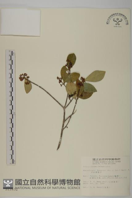 日本賽衛矛、日本假衛矛藏品圖，第1張