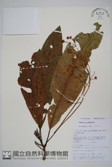 錐序水東哥藏品圖，第1張