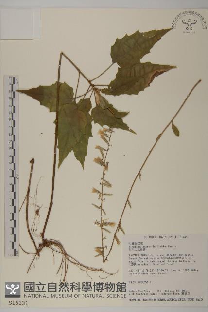 阿里山鬼督郵藏品圖，第1張