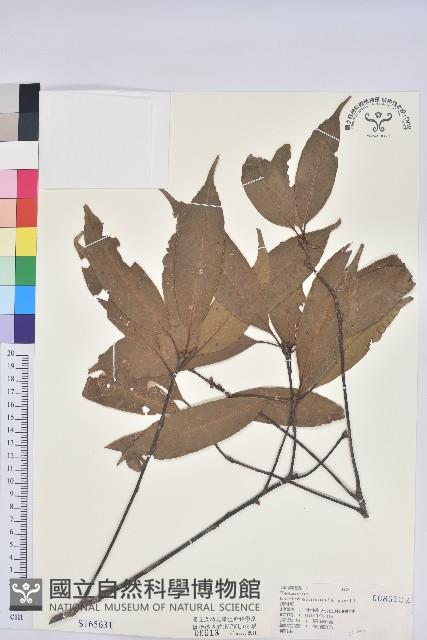 赤柯、赤椆、森氏櫟藏品圖，第1張