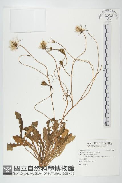 貓兒菊藏品圖，第1張