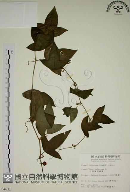 三角葉西番蓮藏品圖，第1張