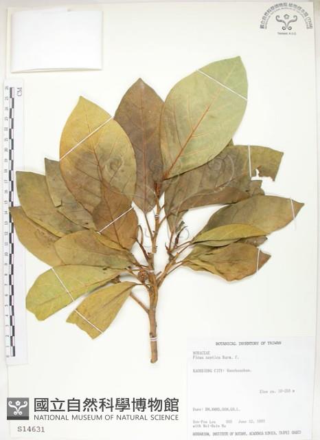 大冇榕、稜果榕藏品圖，第1張