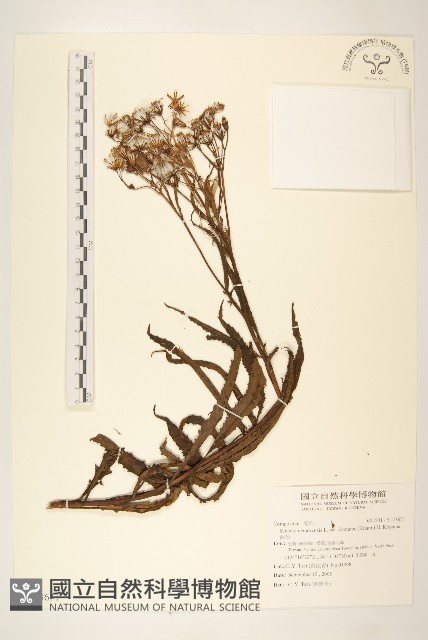 黃菀藏品圖，第1張