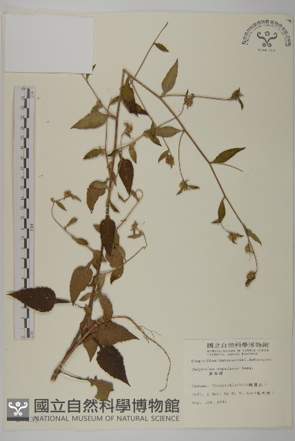 黃金珠藏品圖，第1張