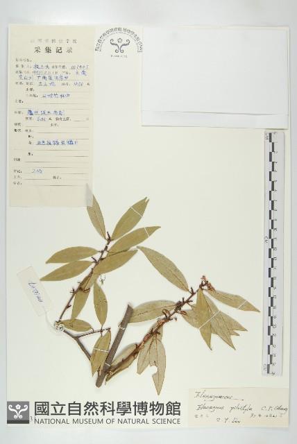 毛柱胡頹子藏品圖，第1張