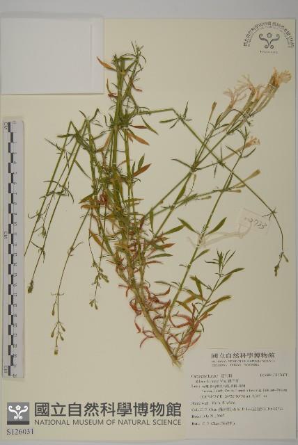 蠅子草藏品圖，第1張