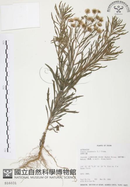 加拿大蓬藏品圖，第1張