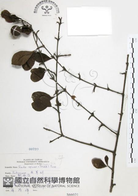 對面花藏品圖，第1張