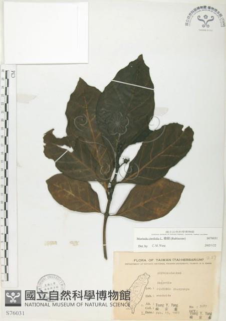 檄樹、諾麗果藏品圖，第1張