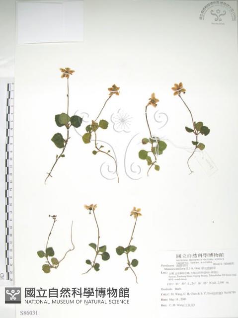 單花鹿蹄草藏品圖，第1張