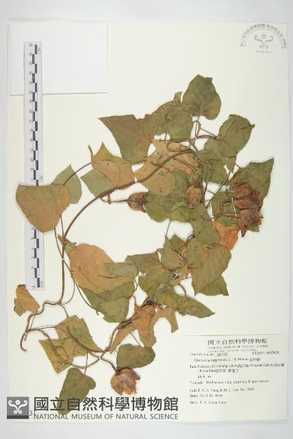 盒果藤藏品圖，第1張