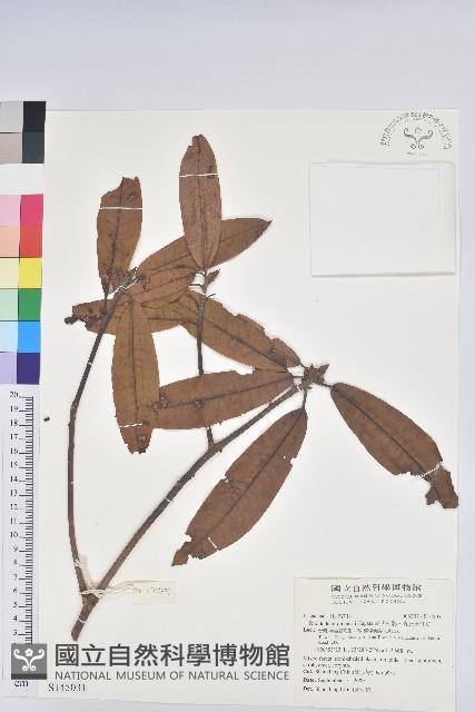 森氏杜鵑、森氏滿江紅藏品圖，第1張