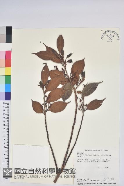 珍珠花、長尾葉越橘藏品圖，第1張