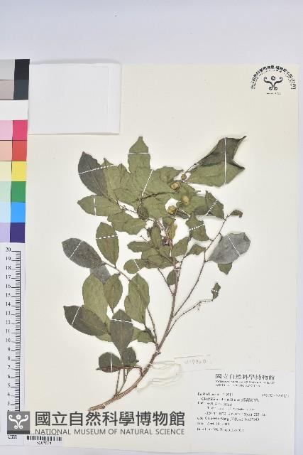 細葉饅頭果藏品圖，第1張