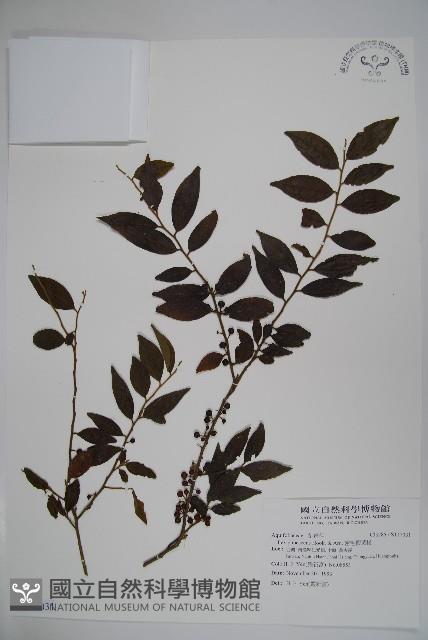 密毛假黃楊藏品圖，第1張