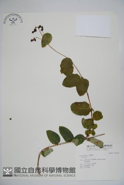 登錄號:S017031藏品圖，第1張