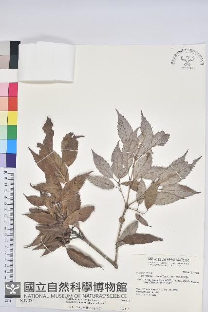 狹葉櫟藏品圖，第1張