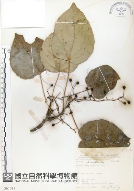 山桐子藏品圖，第1張