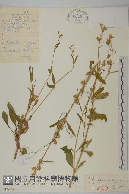 堅硬女婁菜藏品圖，第1張