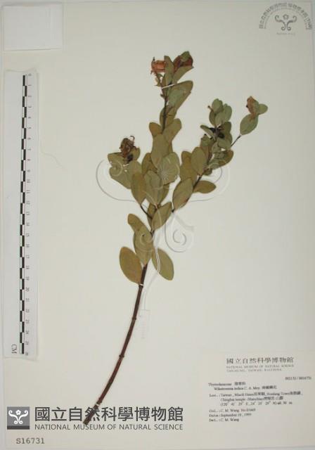 南嶺蕘花藏品圖，第1張