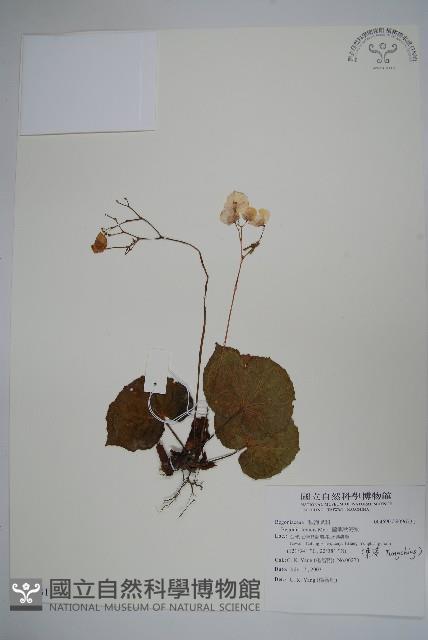 蘭嶼秋海棠藏品圖，第1張