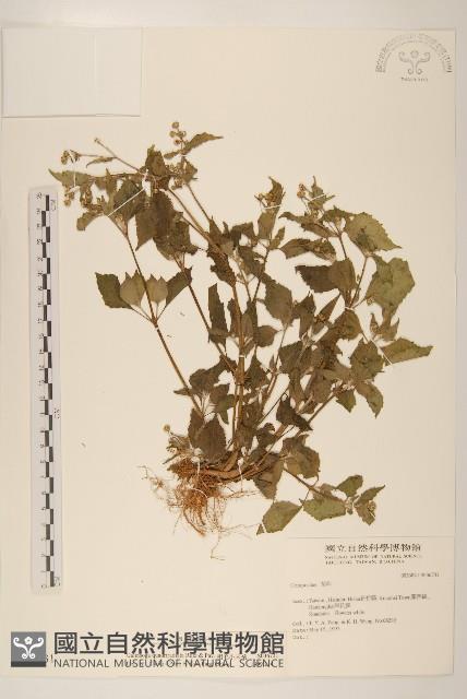 粗毛小米菊藏品圖，第1張