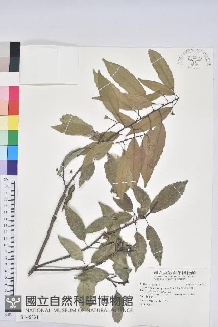 圓果青剛櫟藏品圖，第1張