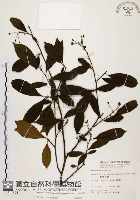 臺灣石楠藏品圖，第1張