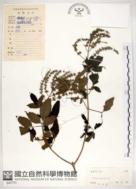 黃荊藏品圖，第1張