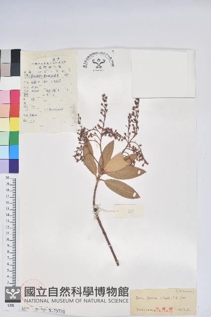 美麗馬醉木藏品圖，第1張